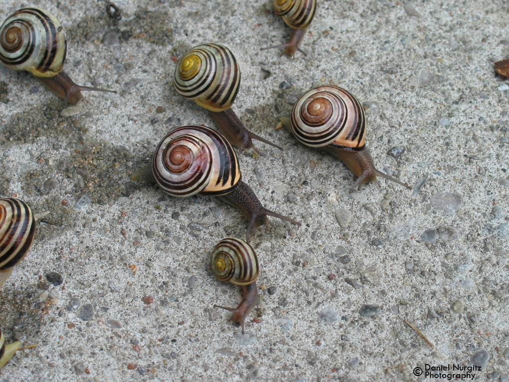 The Snail Races